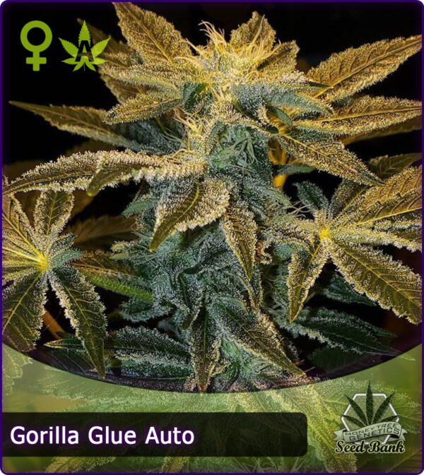 MTG > Gorilla Glue Auto
