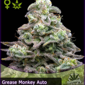 MTG > Grease Monkey Auto