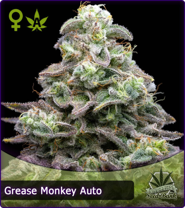 MTG > Grease Monkey Auto