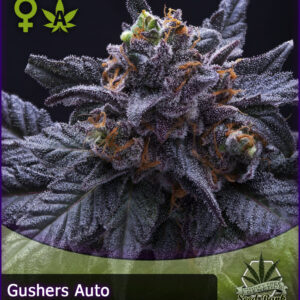 MTG > Gushers Auto
