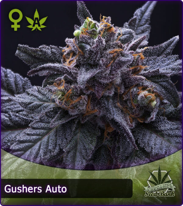 MTG > Gushers Auto