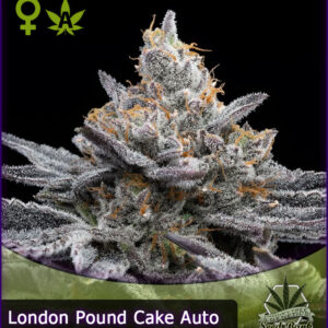 MTG > London Pound Cake Auto