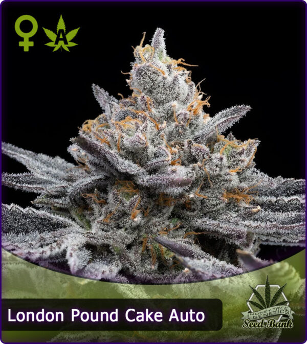 MTG > London Pound Cake Auto