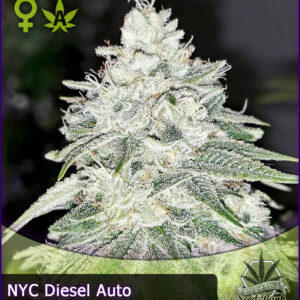MTG > NYC Diesel Auto