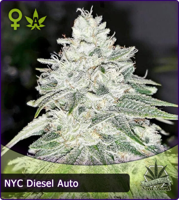 MTG > NYC Diesel Auto