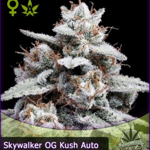 MTG > Skywalker OG Kush Auto