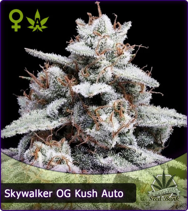MTG > Skywalker OG Kush Auto