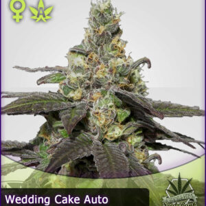 MTG > Wedding Cake Auto