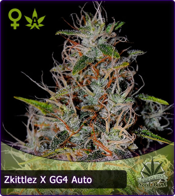 MTG > GG4 x Zkittlez Auto