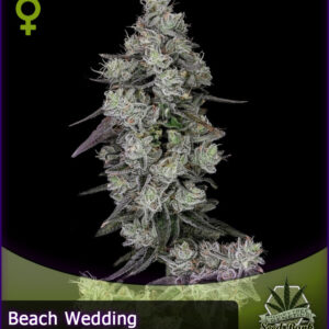 MTG > Beach Wedding