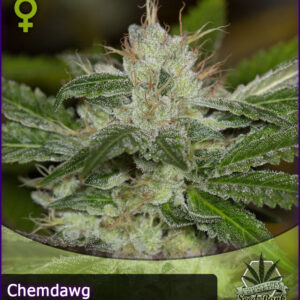 MTG > Chemdawg