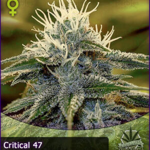 MTG > Critical 47