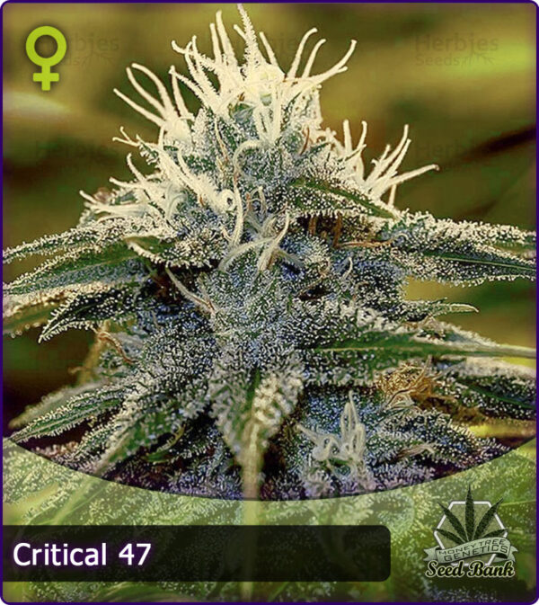 MTG > Critical 47