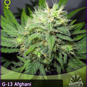 MTG > G13 Afghani