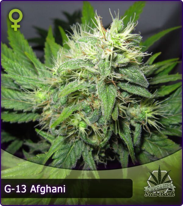 MTG > G13 Afghani