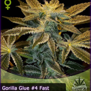 MTG > Gorilla Glue 4 Fast