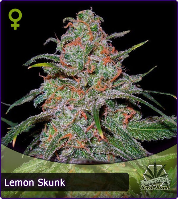 MTG > Lemon Skunk