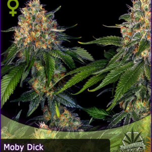 MTG > Moby Dick