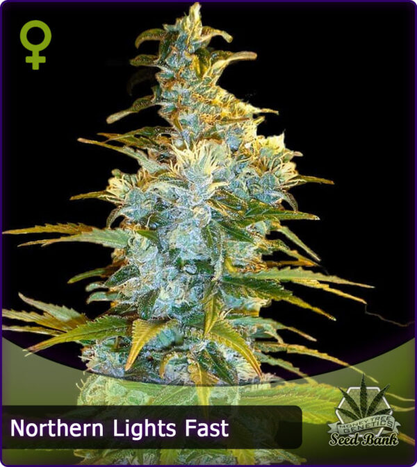 MTG > Northern Lights Fast Flower