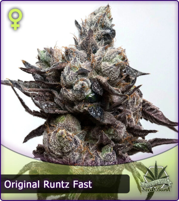 MTG > Runtz Fast Flower