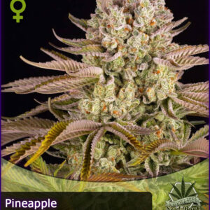 MTG > Pineapple