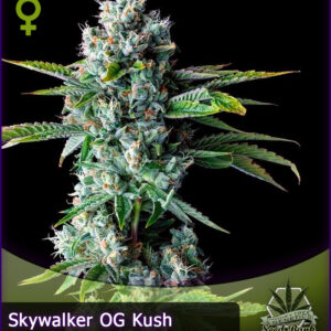 MTG > Skywalker OG Kush