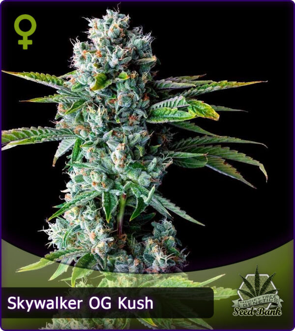 MTG > Skywalker OG Kush