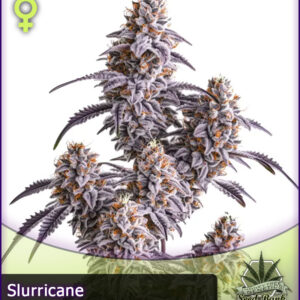 MTG > Slurricane