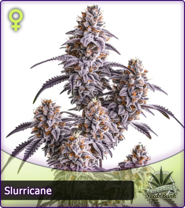 MTG > Slurricane