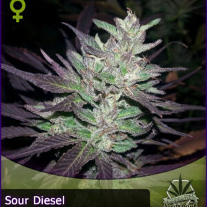 MTG > Sour Diesel