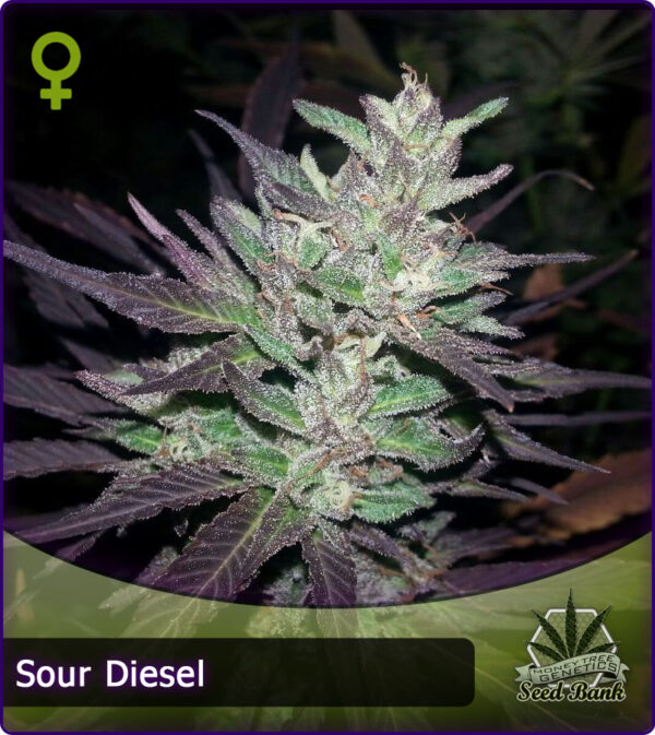 MTG > Sour Diesel