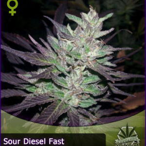 MTG > Sour Diesel Fast