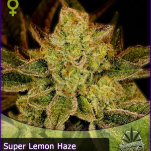 MTG > Super Lemon Haze