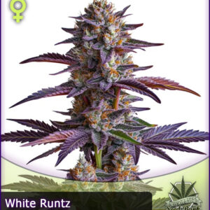 MTG > White Runtz