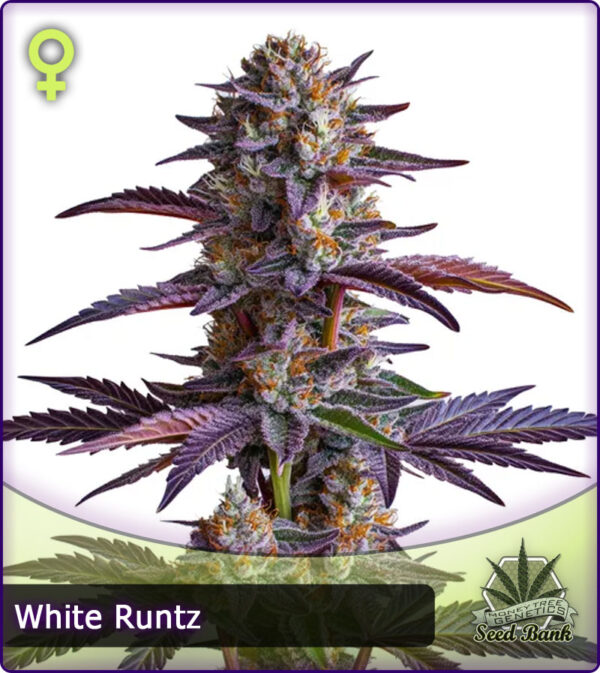 MTG > White Runtz