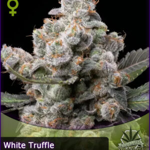 MTG > White Truffle