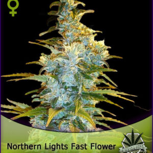 MONEYTREE GENETICS > Northern Lights Fast Flower