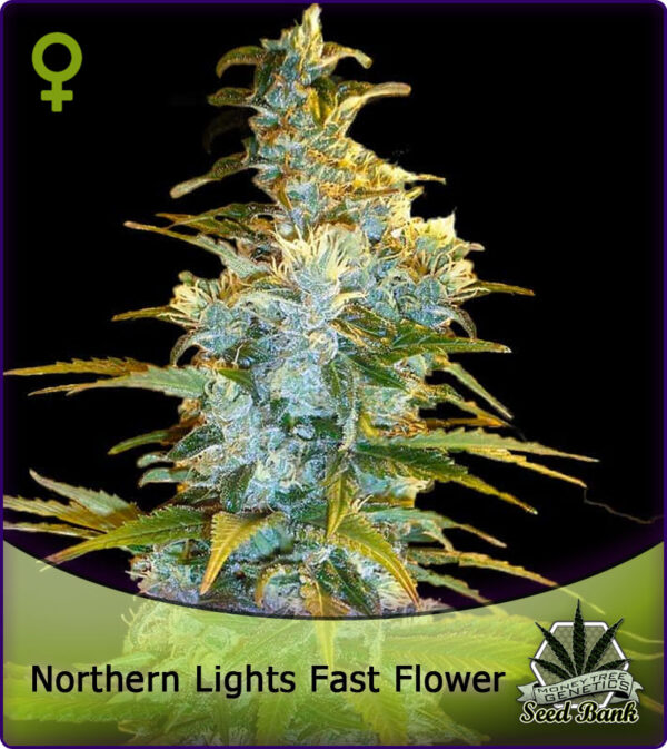 MONEYTREE GENETICS > Northern Lights Fast Flower