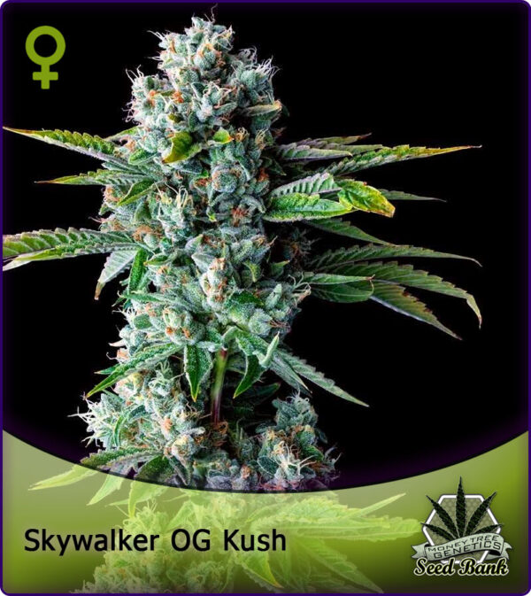 MONEYTREE GENETICS > Skywalker OG Kush